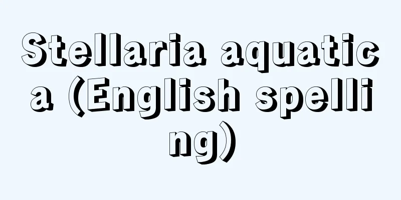 Stellaria aquatica (English spelling)