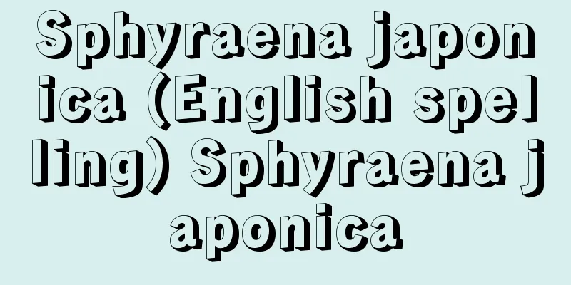 Sphyraena japonica (English spelling) Sphyraena japonica