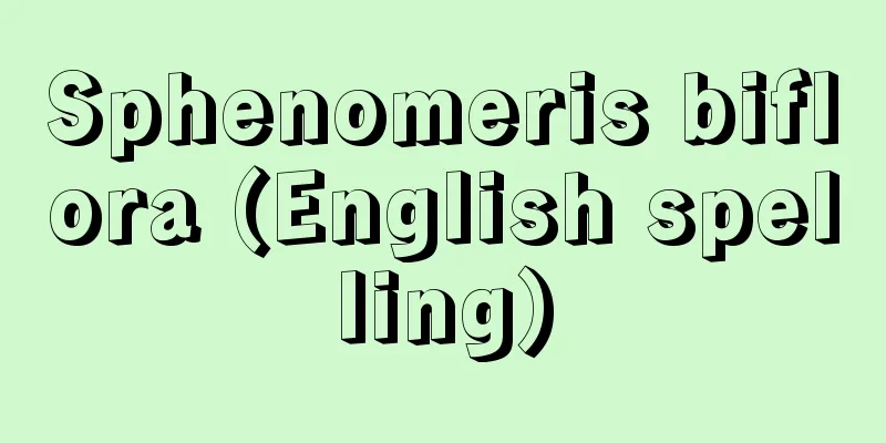 Sphenomeris biflora (English spelling)
