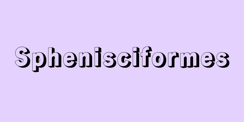 Sphenisciformes