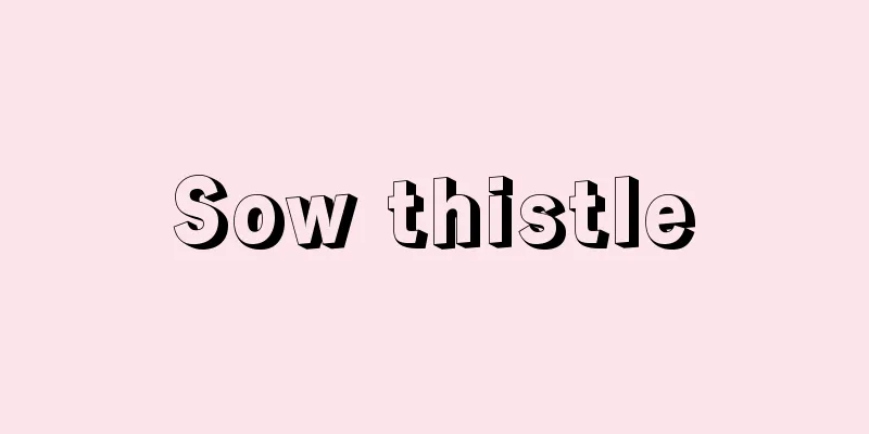 Sow thistle