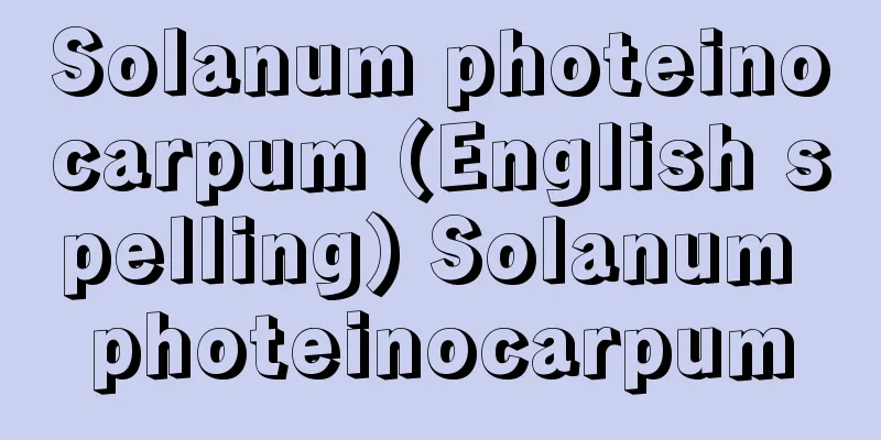 Solanum photeinocarpum (English spelling) Solanum photeinocarpum