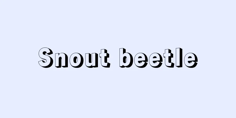 Snout beetle