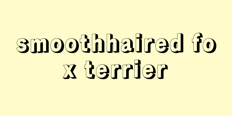 smoothhaired fox terrier