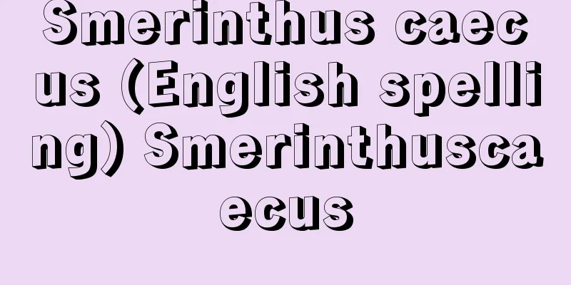 Smerinthus caecus (English spelling) Smerinthuscaecus