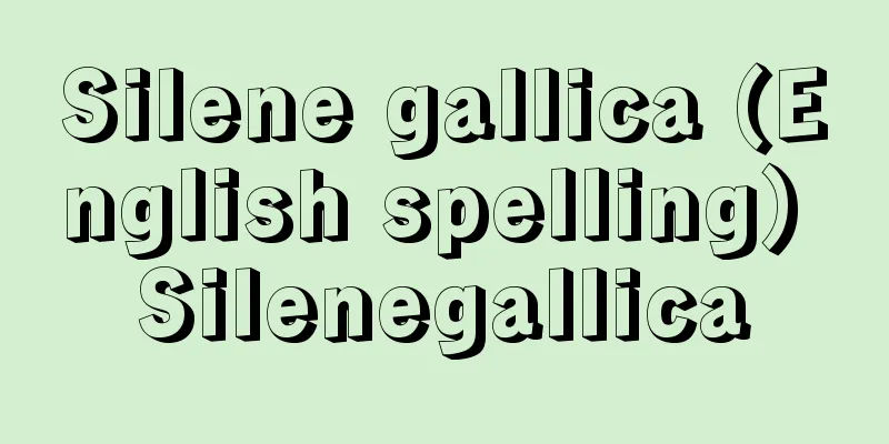 Silene gallica (English spelling) Silenegallica