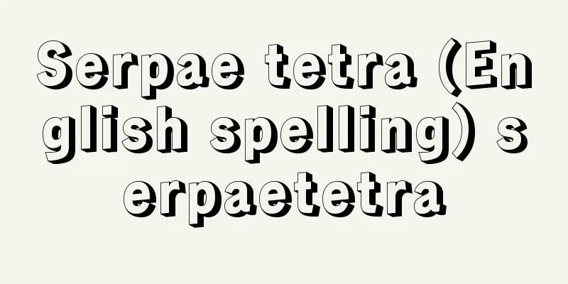 Serpae tetra (English spelling) serpaetetra