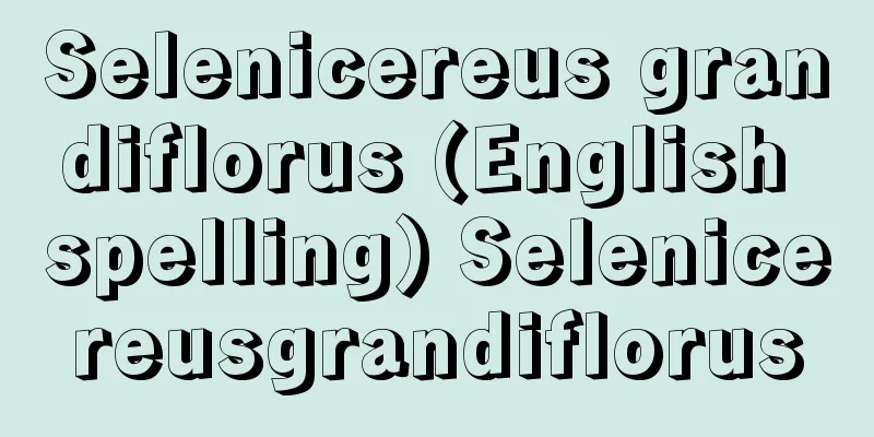 Selenicereus grandiflorus (English spelling) Selenicereusgrandiflorus