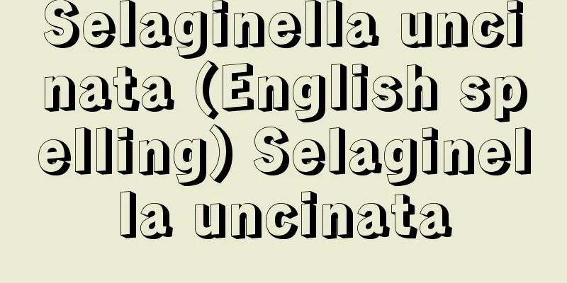 Selaginella uncinata (English spelling) Selaginella uncinata