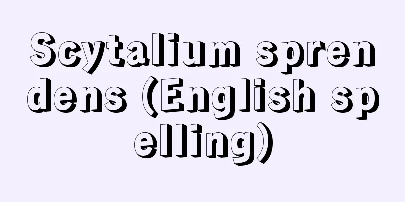 Scytalium sprendens (English spelling)