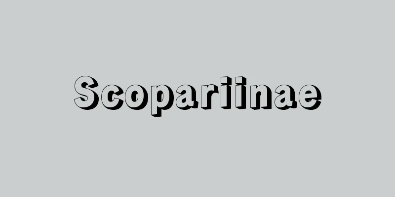 Scopariinae
