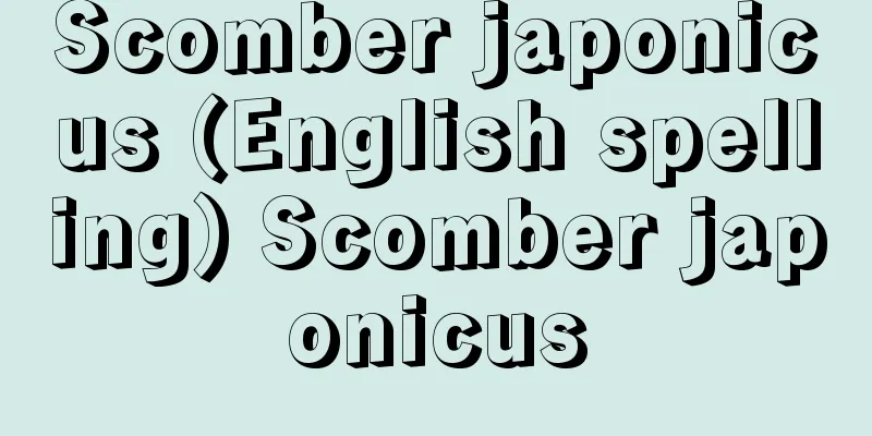 Scomber japonicus (English spelling) Scomber japonicus