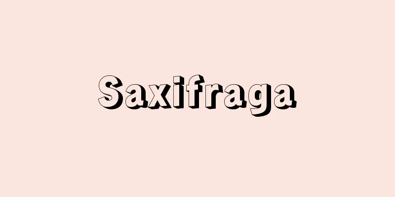 Saxifraga