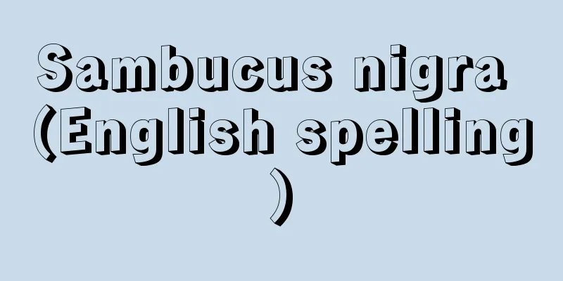 Sambucus nigra (English spelling)