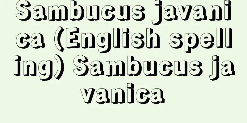 Sambucus javanica (English spelling) Sambucus javanica