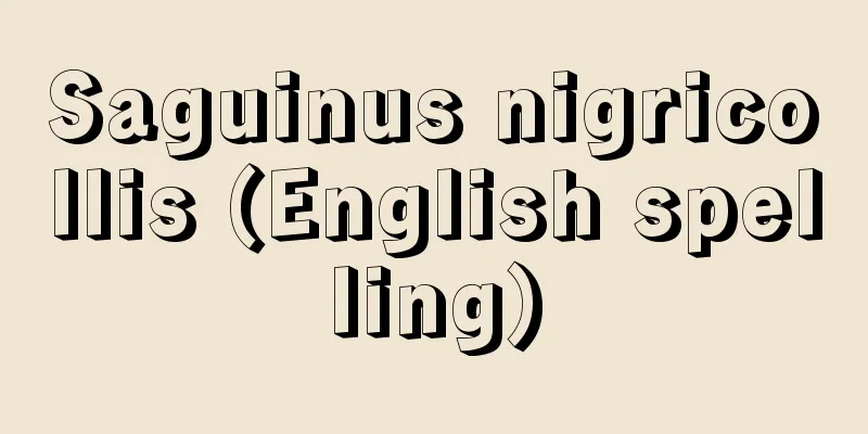 Saguinus nigricollis (English spelling)