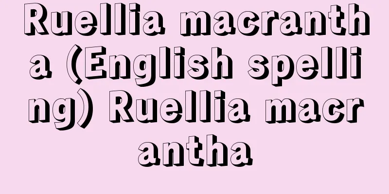 Ruellia macrantha (English spelling) Ruellia macrantha