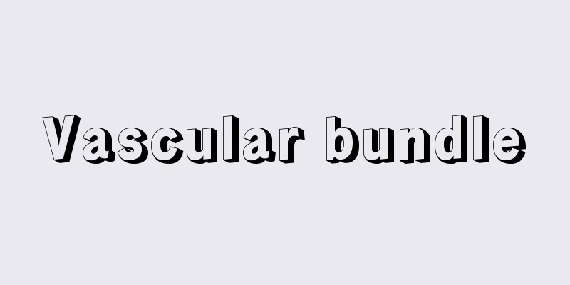 Vascular bundle