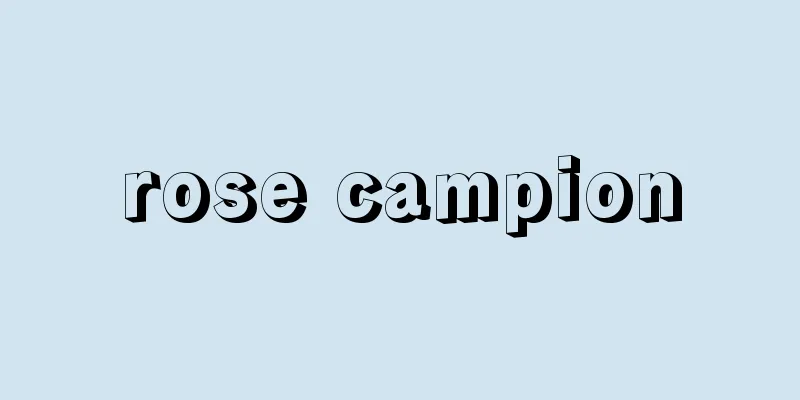 rose campion