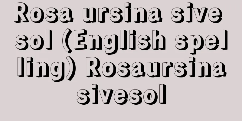 Rosa ursina sive sol (English spelling) Rosaursinasivesol