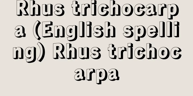 Rhus trichocarpa (English spelling) Rhus trichocarpa