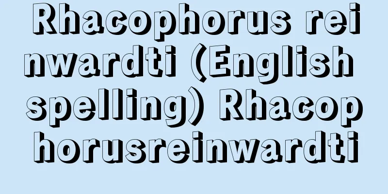 Rhacophorus reinwardti (English spelling) Rhacophorusreinwardti