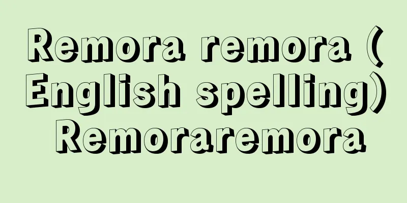 Remora remora (English spelling) Remoraremora