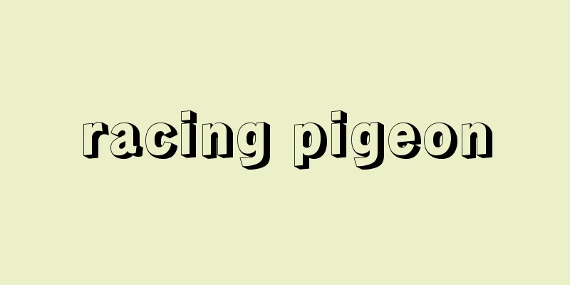 racing pigeon