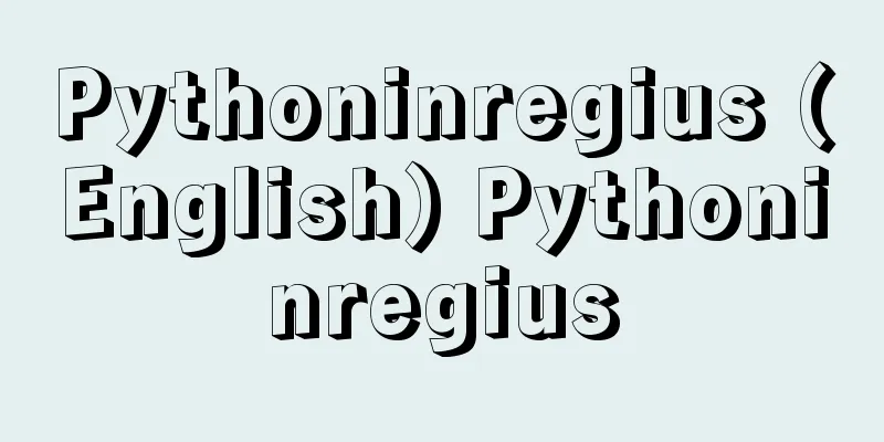 Pythoninregius (English) Pythoninregius