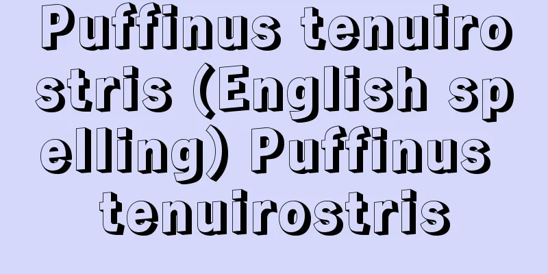 Puffinus tenuirostris (English spelling) Puffinus tenuirostris