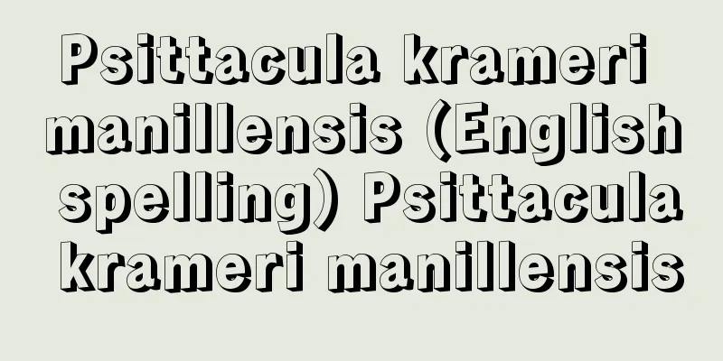 Psittacula krameri manillensis (English spelling) Psittacula krameri manillensis