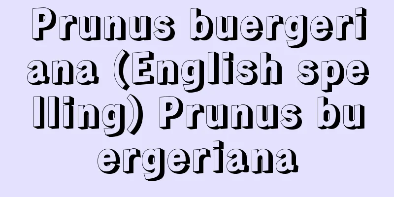 Prunus buergeriana (English spelling) Prunus buergeriana