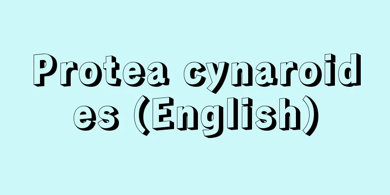 Protea cynaroides (English)