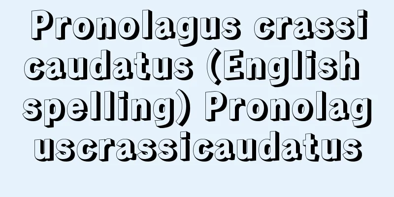 Pronolagus crassicaudatus (English spelling) Pronolaguscrassicaudatus