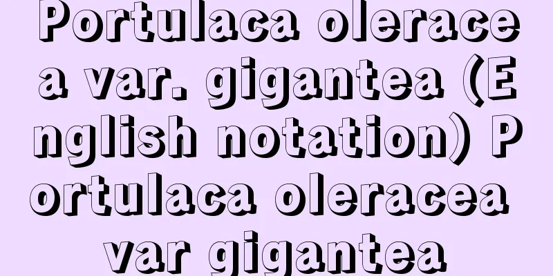 Portulaca oleracea var. gigantea (English notation) Portulaca oleracea var gigantea
