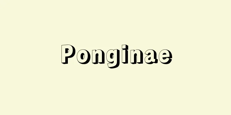 Ponginae