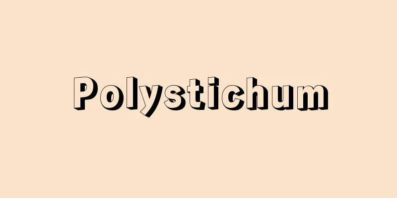 Polystichum