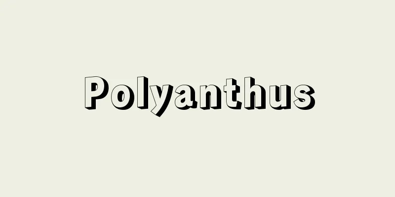 Polyanthus