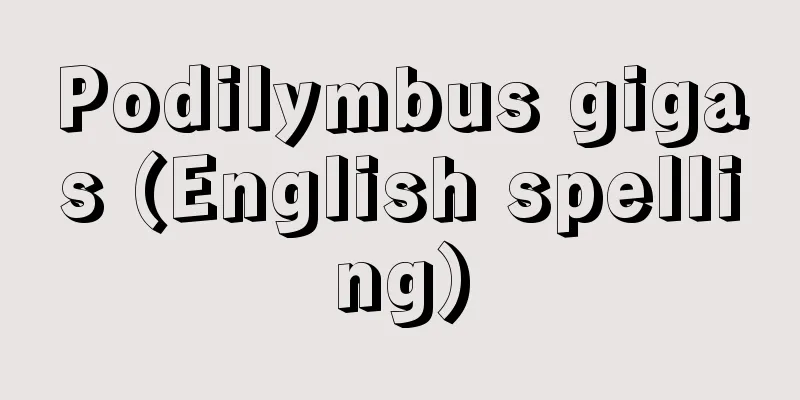 Podilymbus gigas (English spelling)