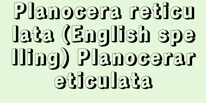 Planocera reticulata (English spelling) Planocerareticulata