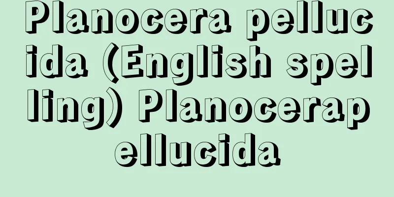 Planocera pellucida (English spelling) Planocerapellucida