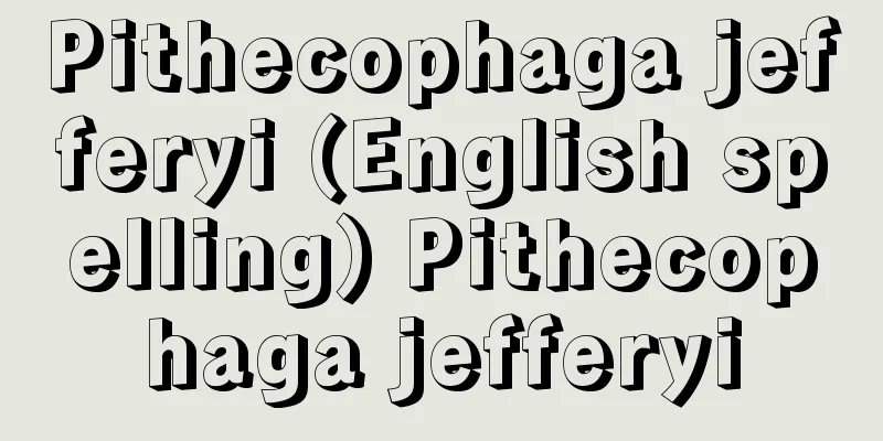 Pithecophaga jefferyi (English spelling) Pithecophaga jefferyi