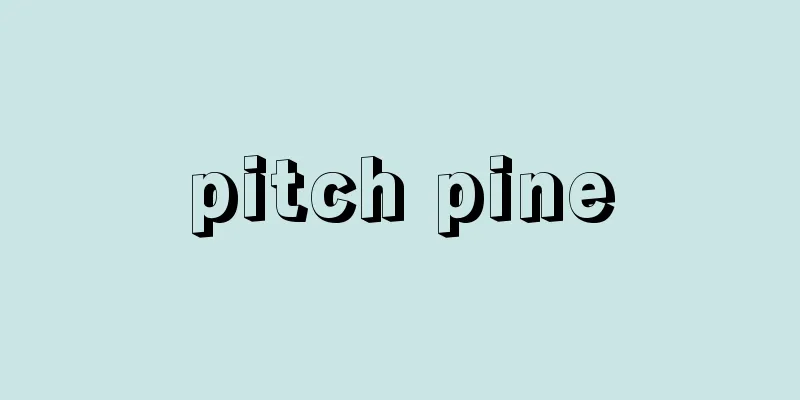 pitch pine
