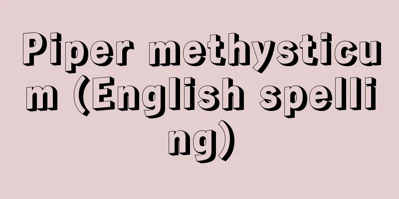 Piper methysticum (English spelling)