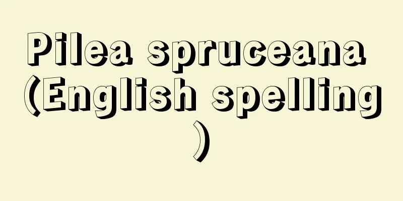 Pilea spruceana (English spelling)