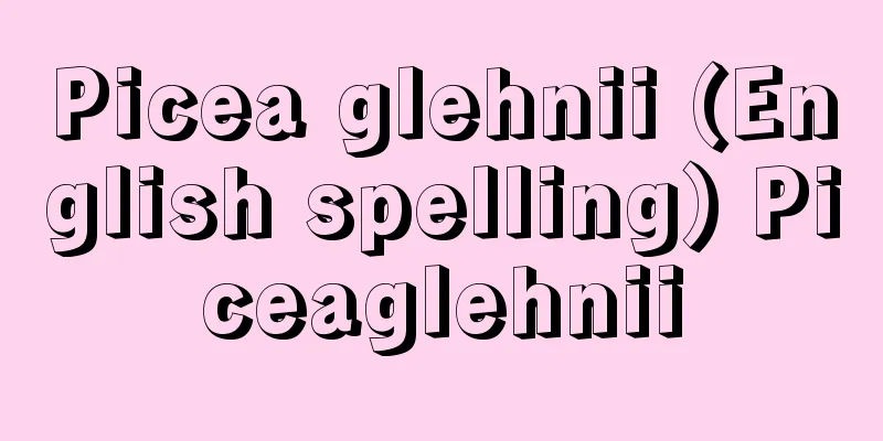 Picea glehnii (English spelling) Piceaglehnii