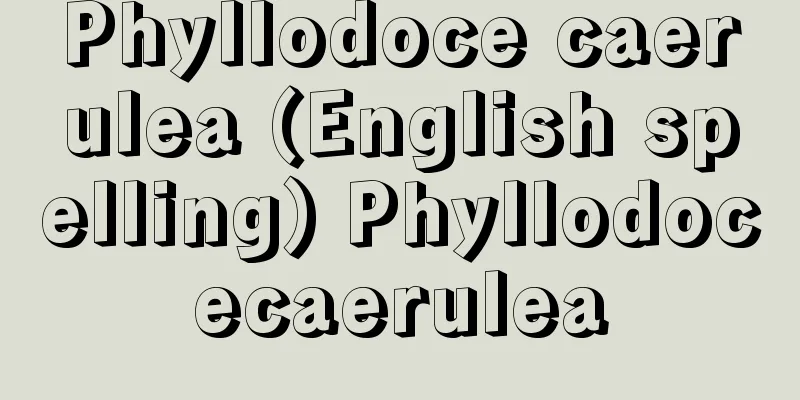 Phyllodoce caerulea (English spelling) Phyllodocecaerulea