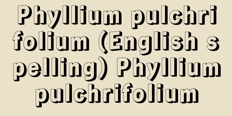 Phyllium pulchrifolium (English spelling) Phylliumpulchrifolium