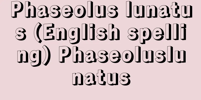 Phaseolus lunatus (English spelling) Phaseoluslunatus