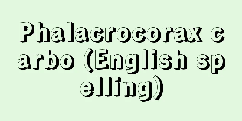 Phalacrocorax carbo (English spelling)